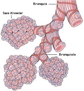 Alveolos. Bronquitis