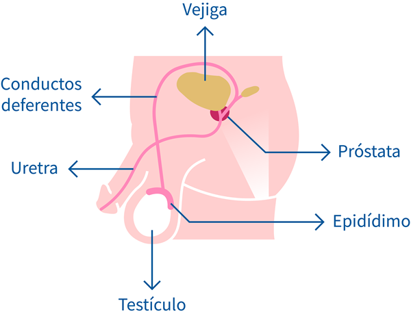 prostatita durere inghinala severa