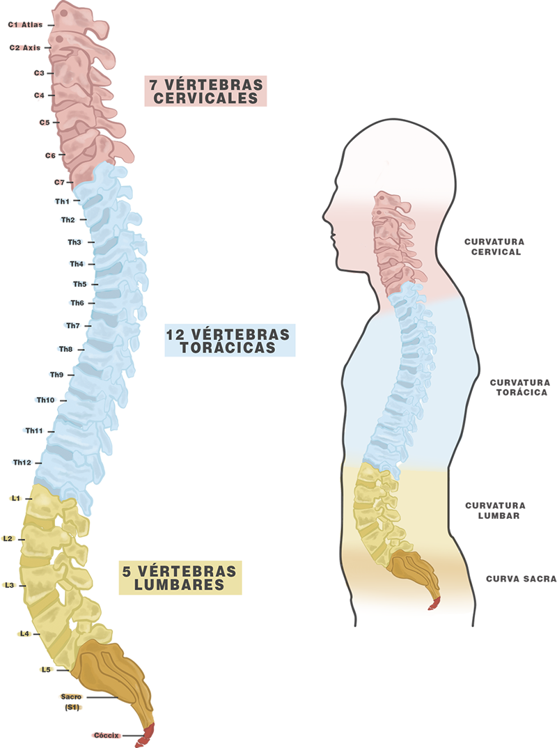 columna vertebral