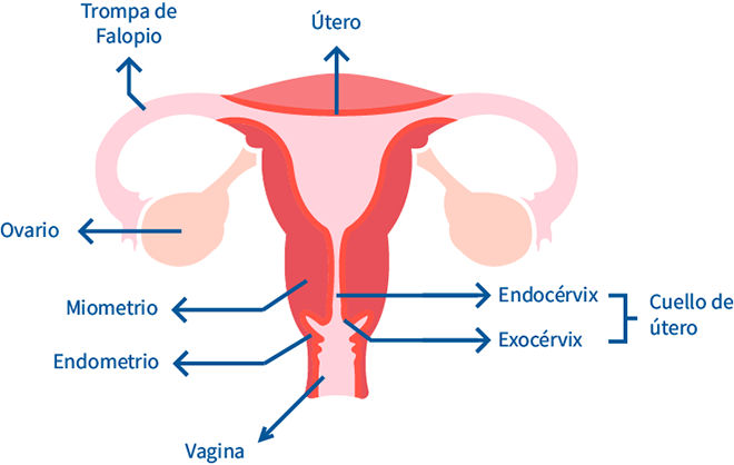 endocervitis