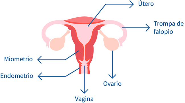 Enfermedad inflamatoria pelvica