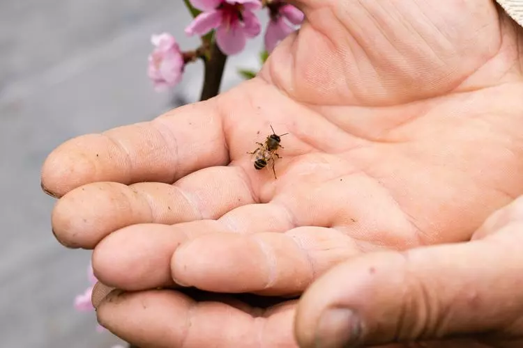 Foto principal de Alergia a las picaduras de abejas y avispas