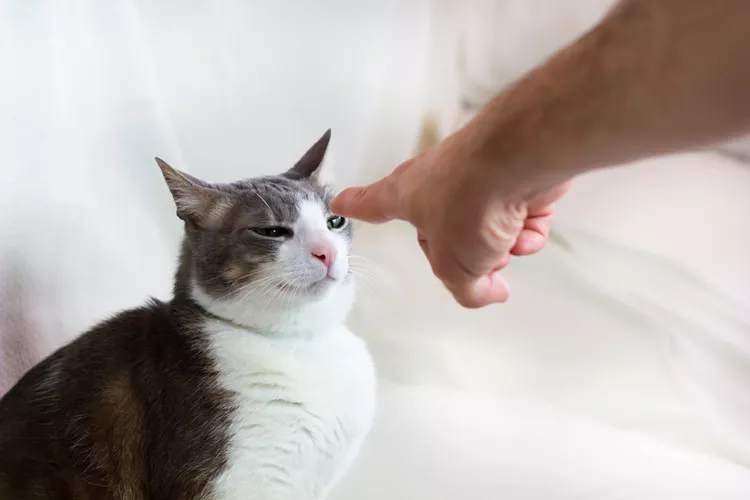 Foto principal de Enfermedad por arañazo de gato