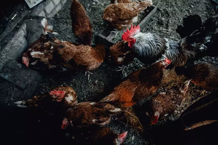 Foto principal de Fiebre de los pollos