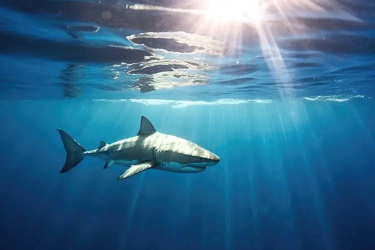 Foto principal de Propiedades del cartílago de tiburón