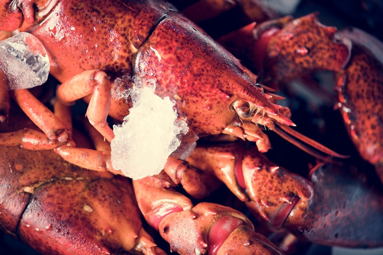 Foto principal de Sulfato de glucosamina