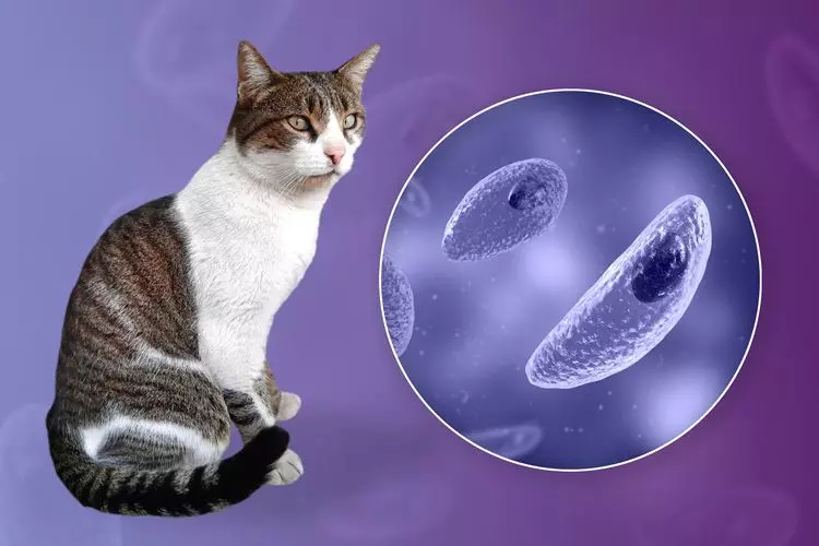 Foto principal de Toxoplasmosis