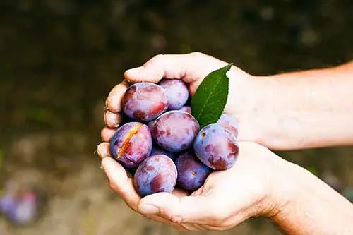 Alimentos laxantes naturales