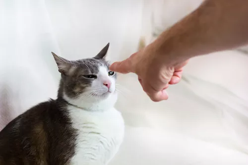 Enfermedad por arañazo de gato