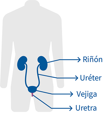 Urethritis és krónikus prosztatagyulladás. Krónikus prosztatagyulladás